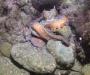 Video of Octopus vulgaris (SC9809)
